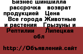Бизнес шиншилла, рассрочка - возврат продукцией › Цена ­ 4 500 - Все города Животные и растения » Грызуны и Рептилии   . Липецкая обл.